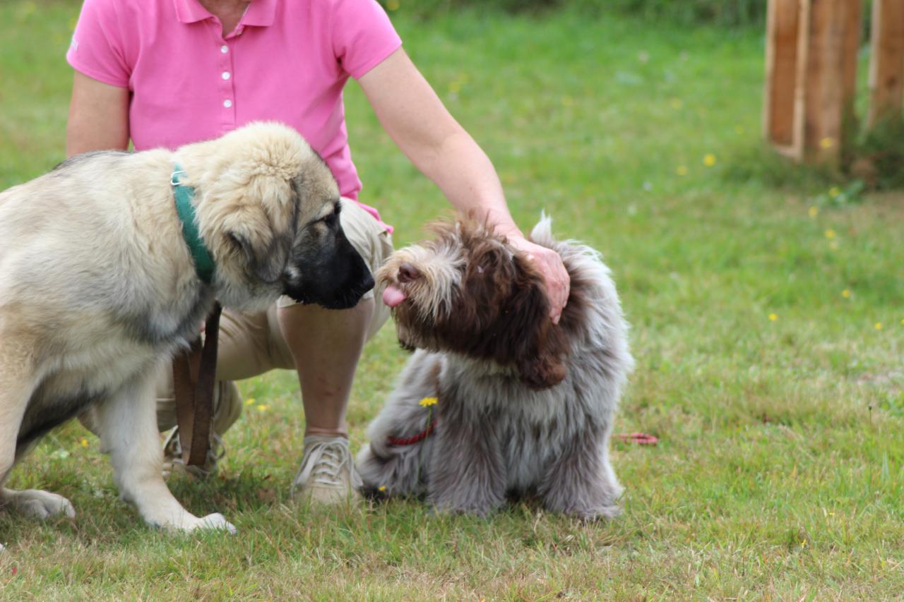 Les chiots