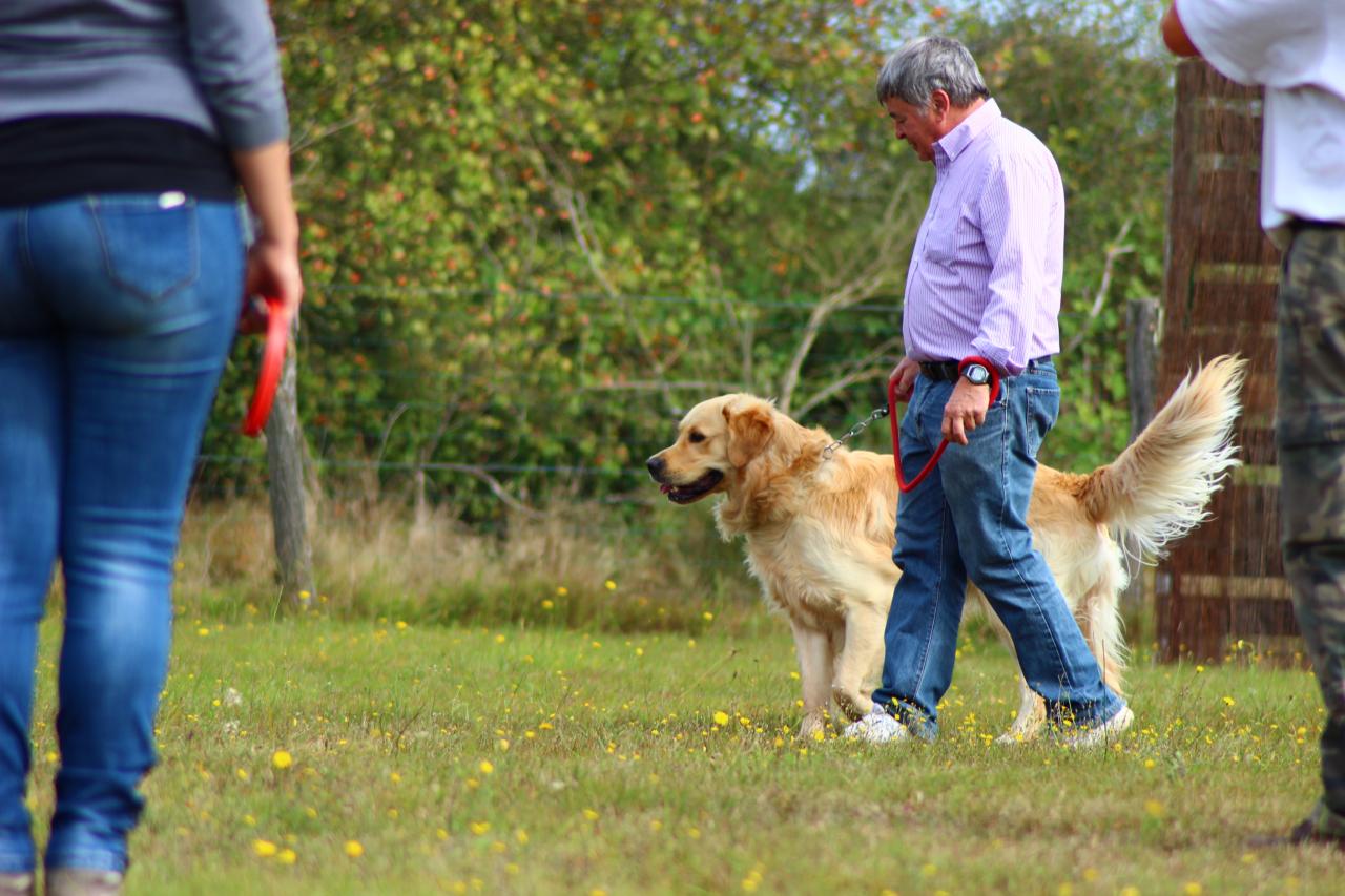 Marche en laisse