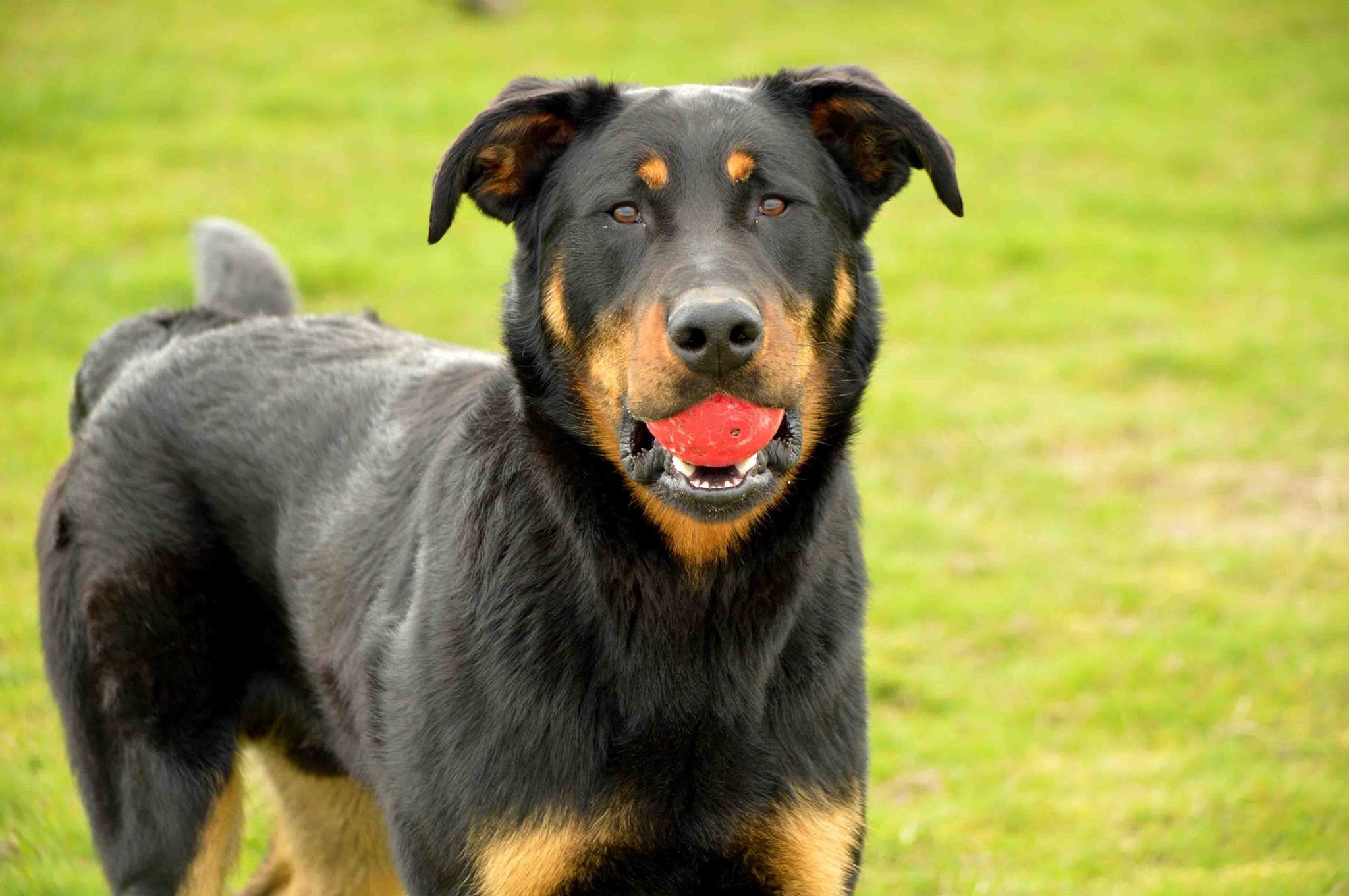 Beauceron