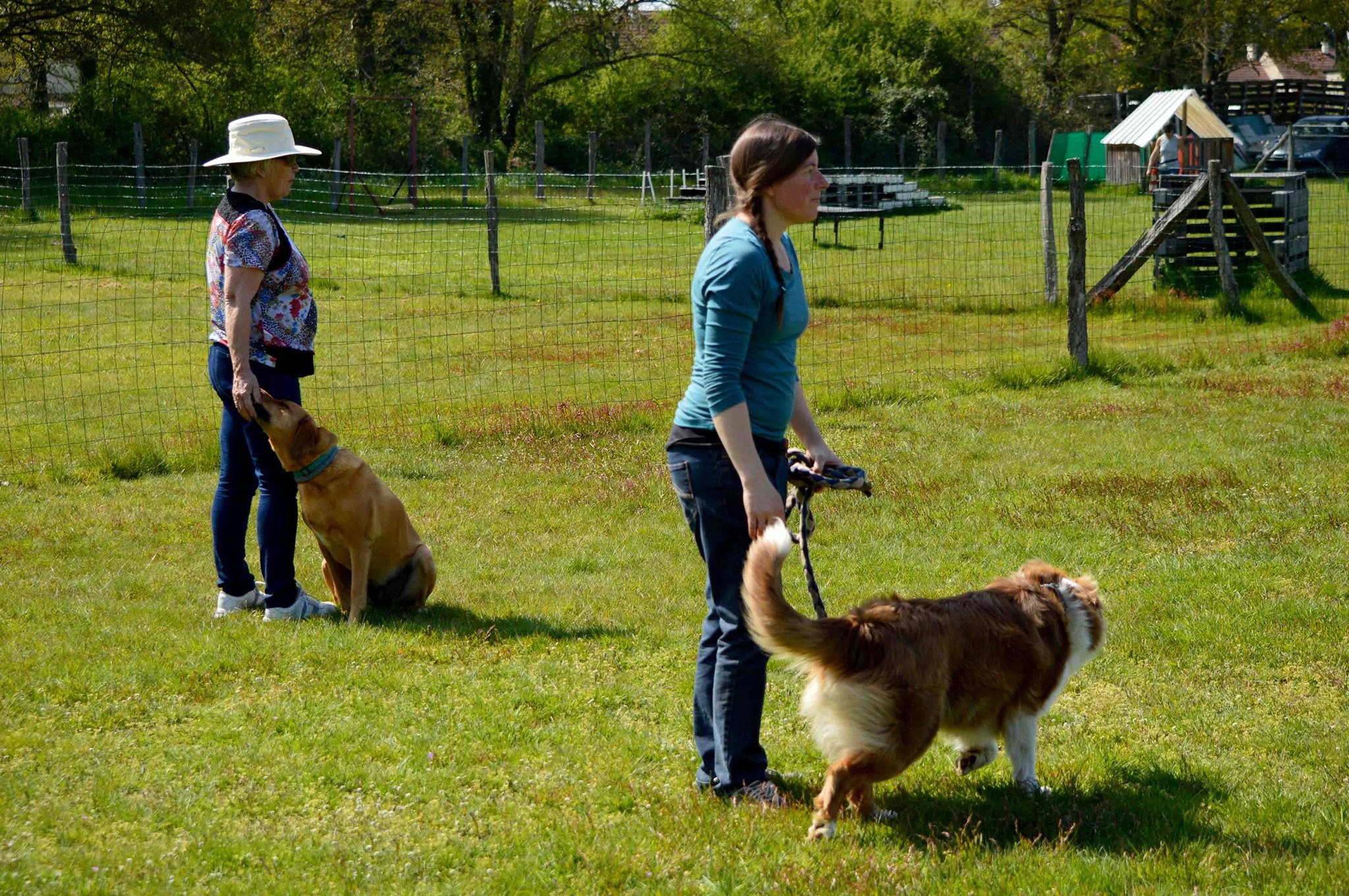 Les chiens échangent leur humain