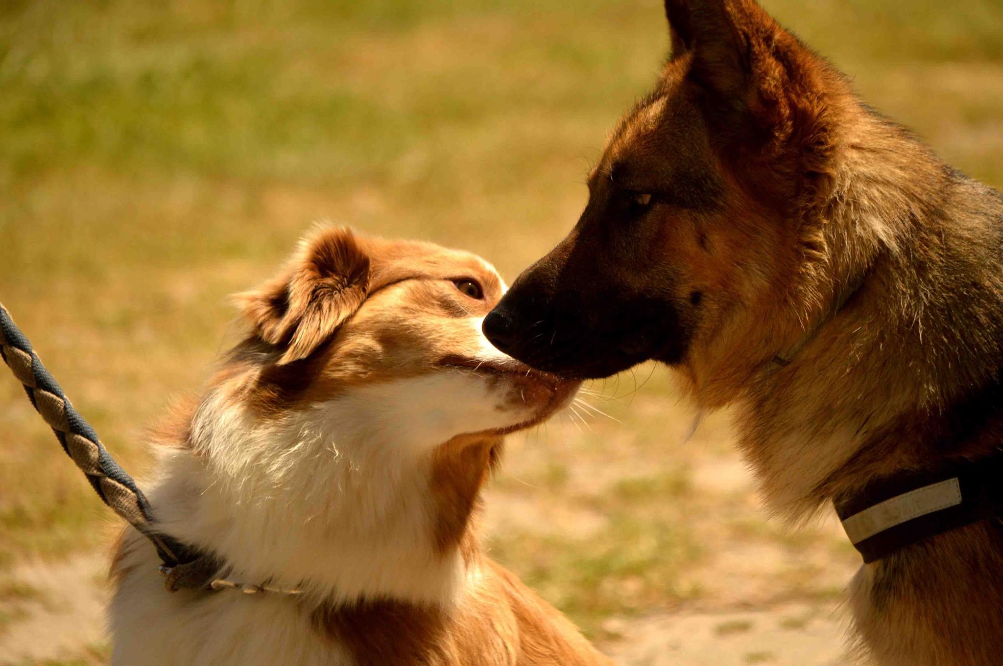 Maya et Lucky