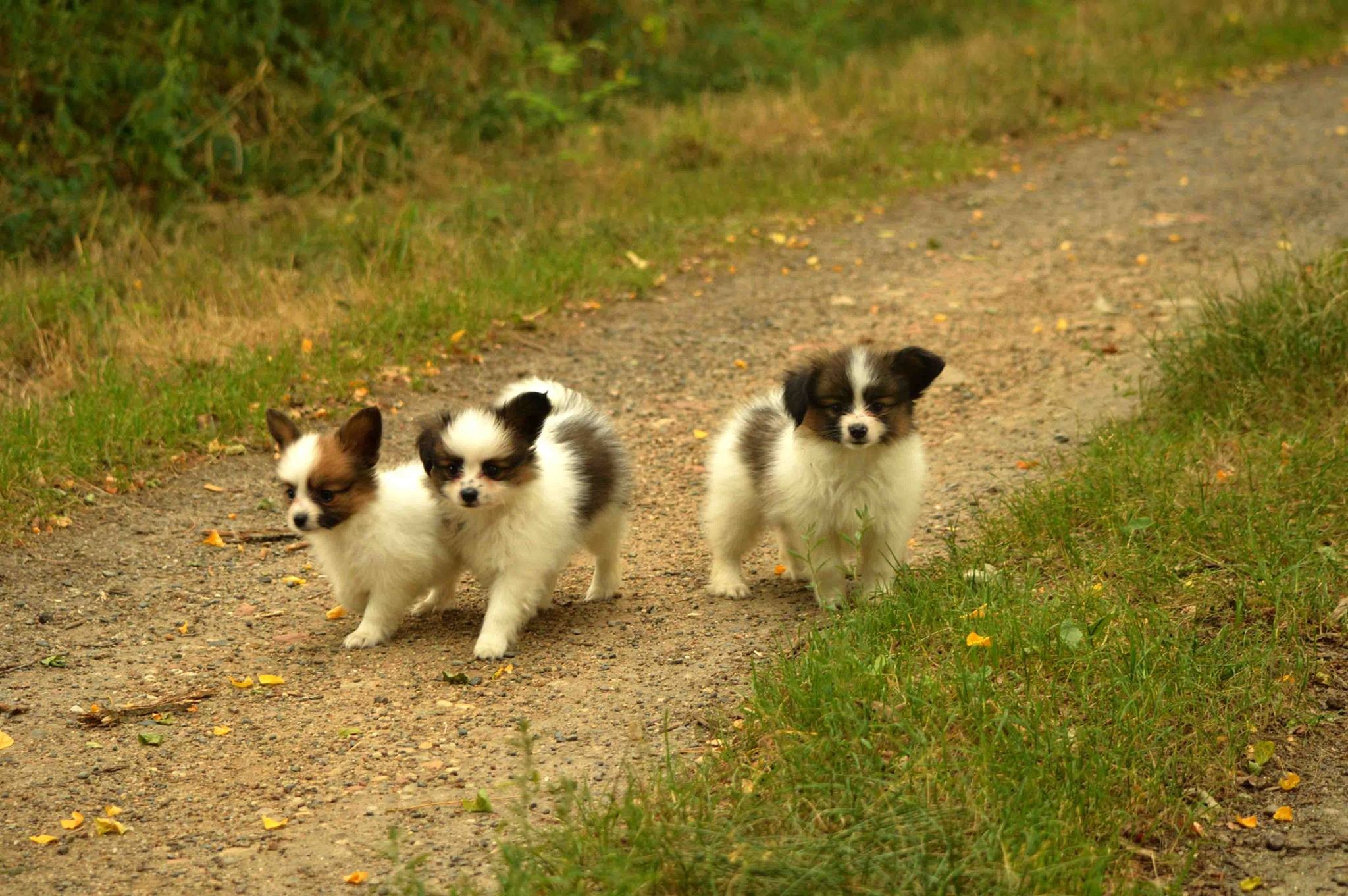 Fratrie de papillon