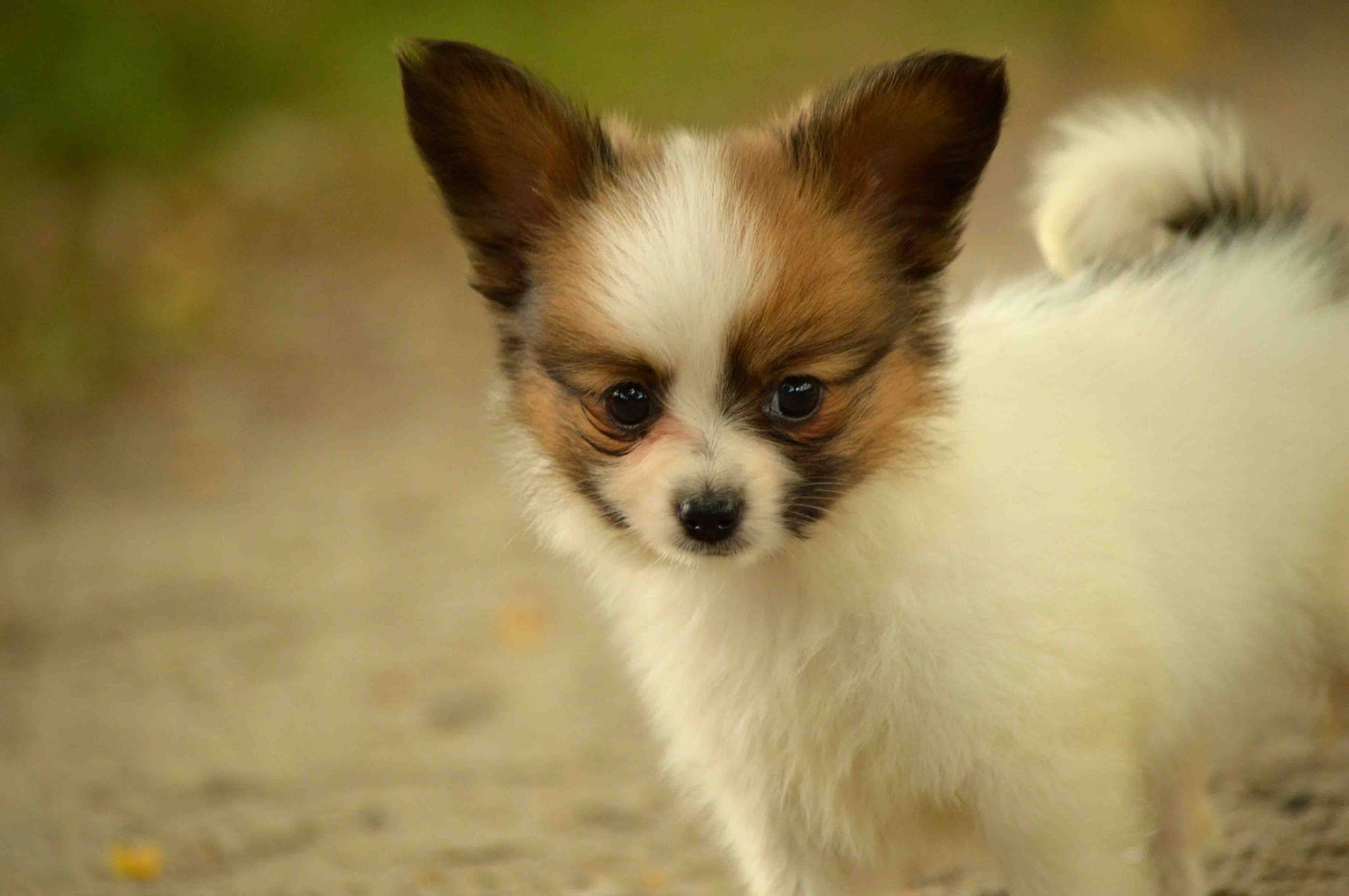 Mini papillon