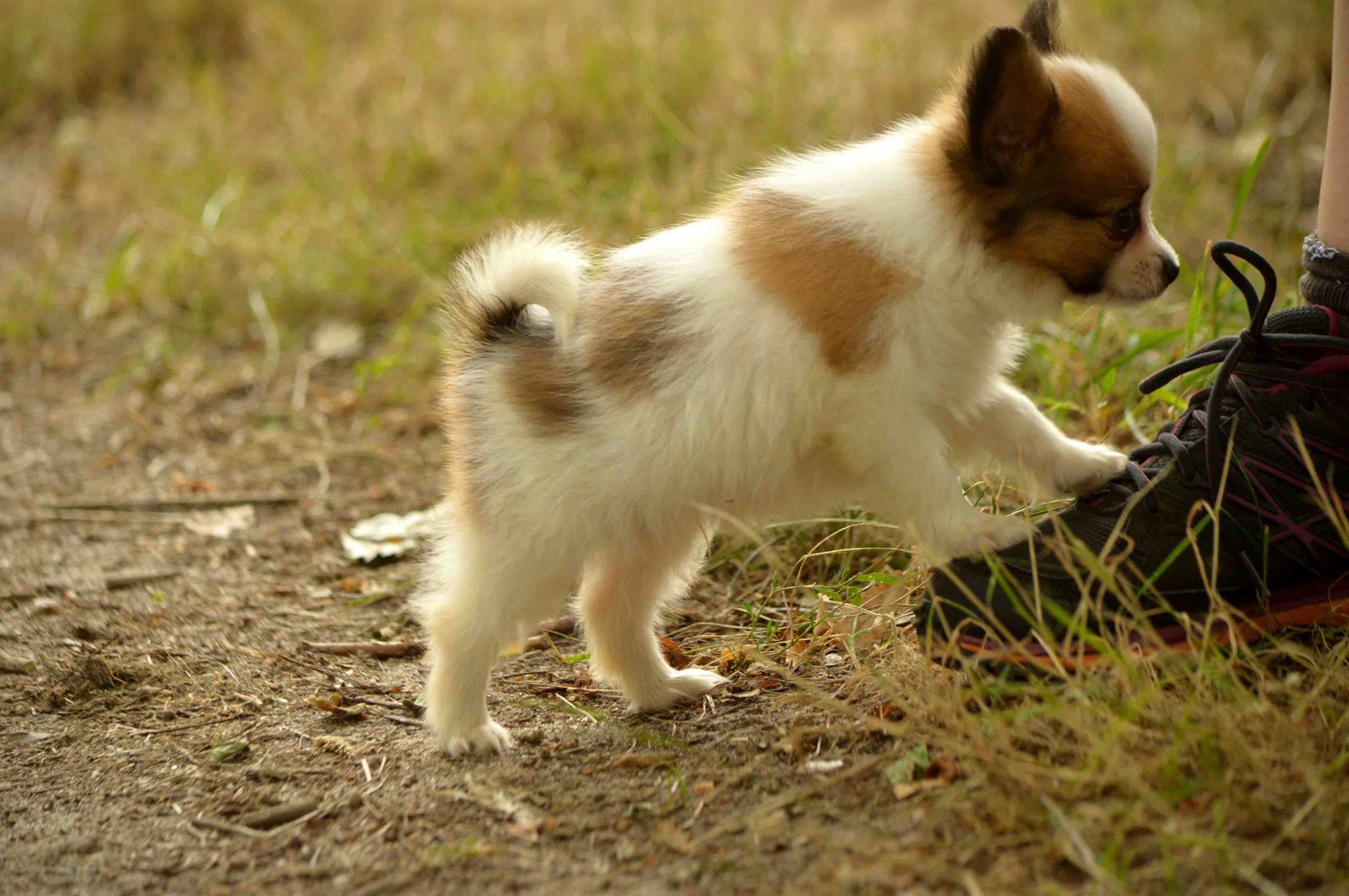 Mini papillon