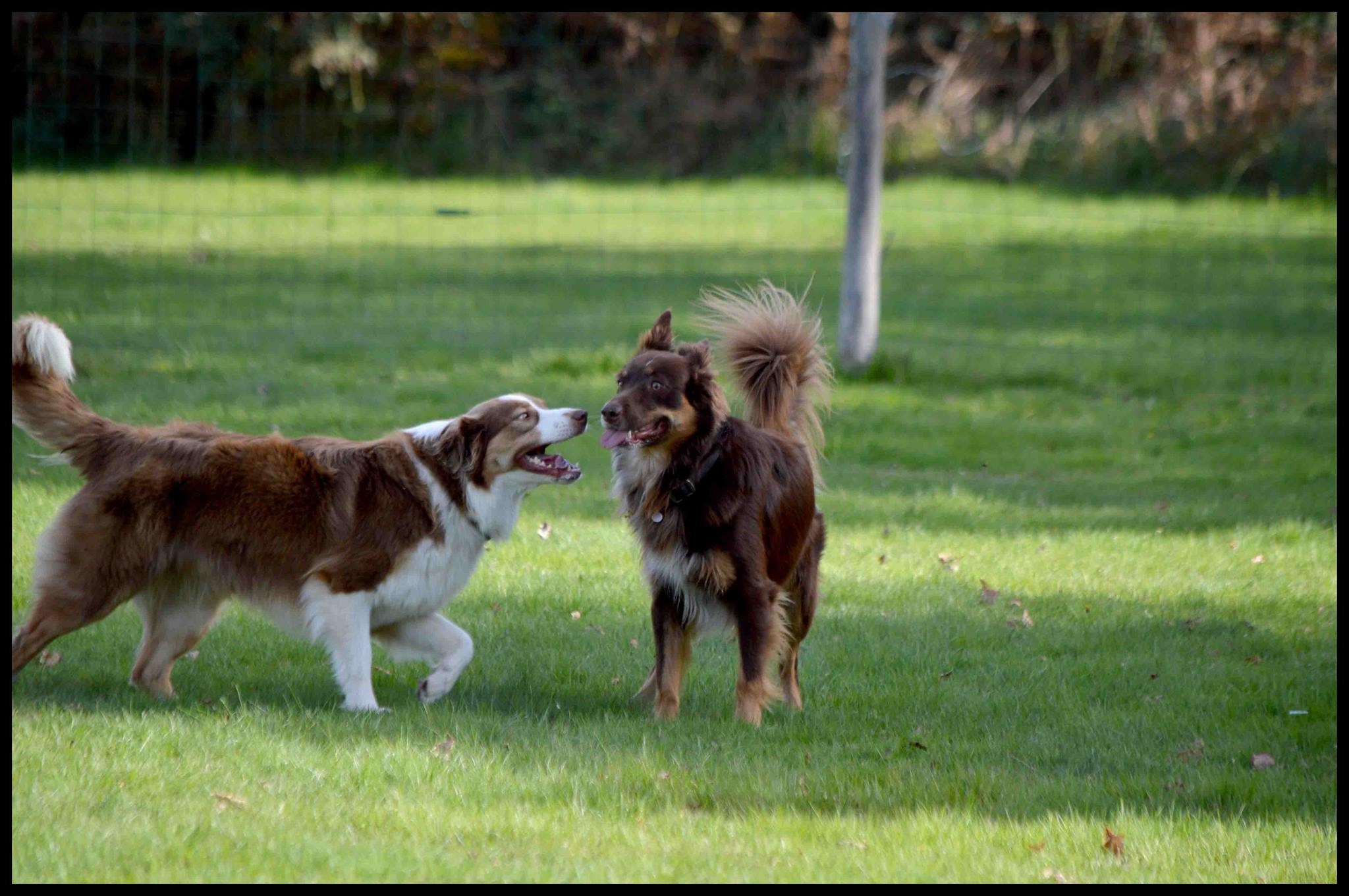 Maya et Malko