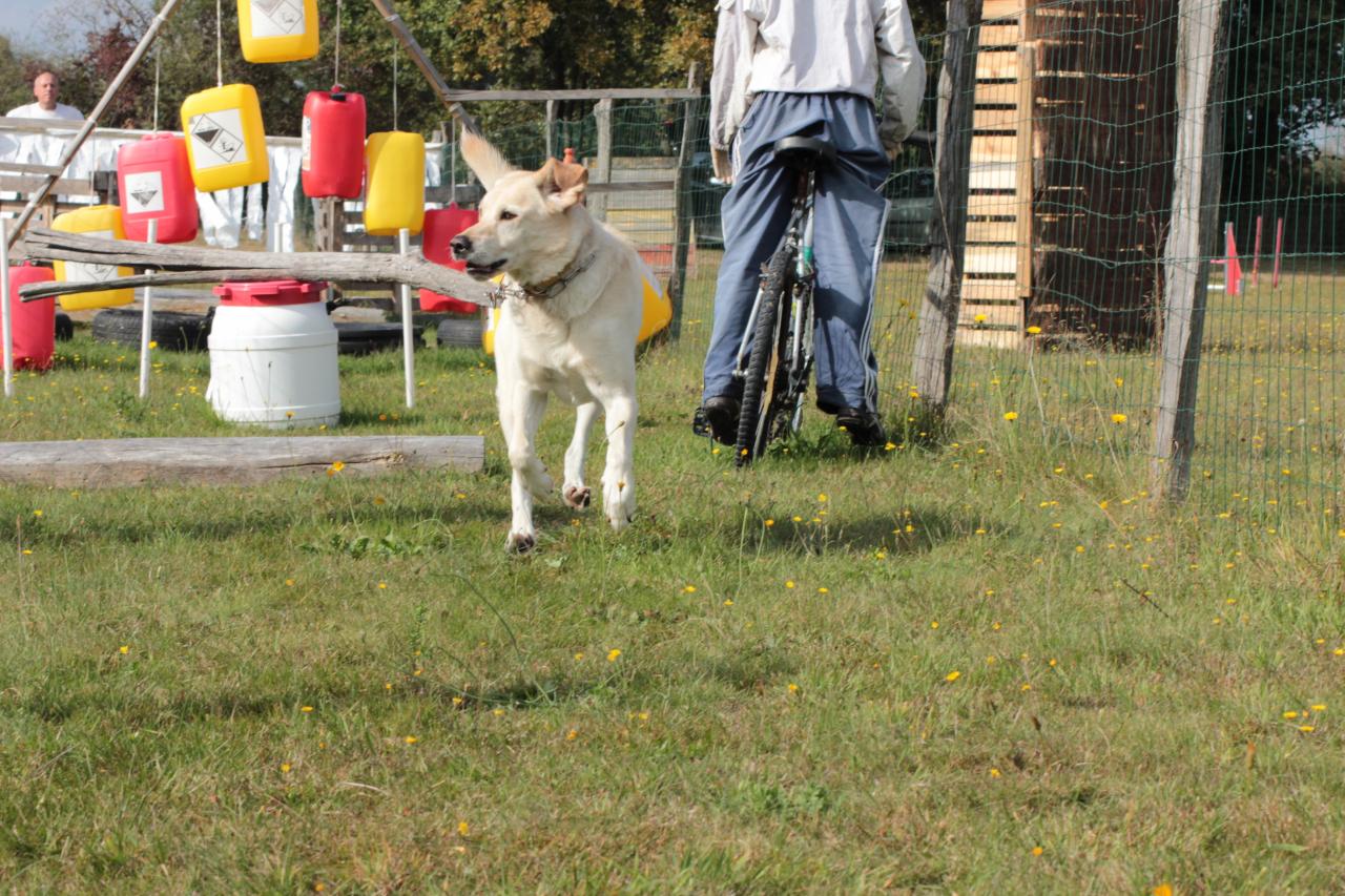 les chiens dans le petit ring