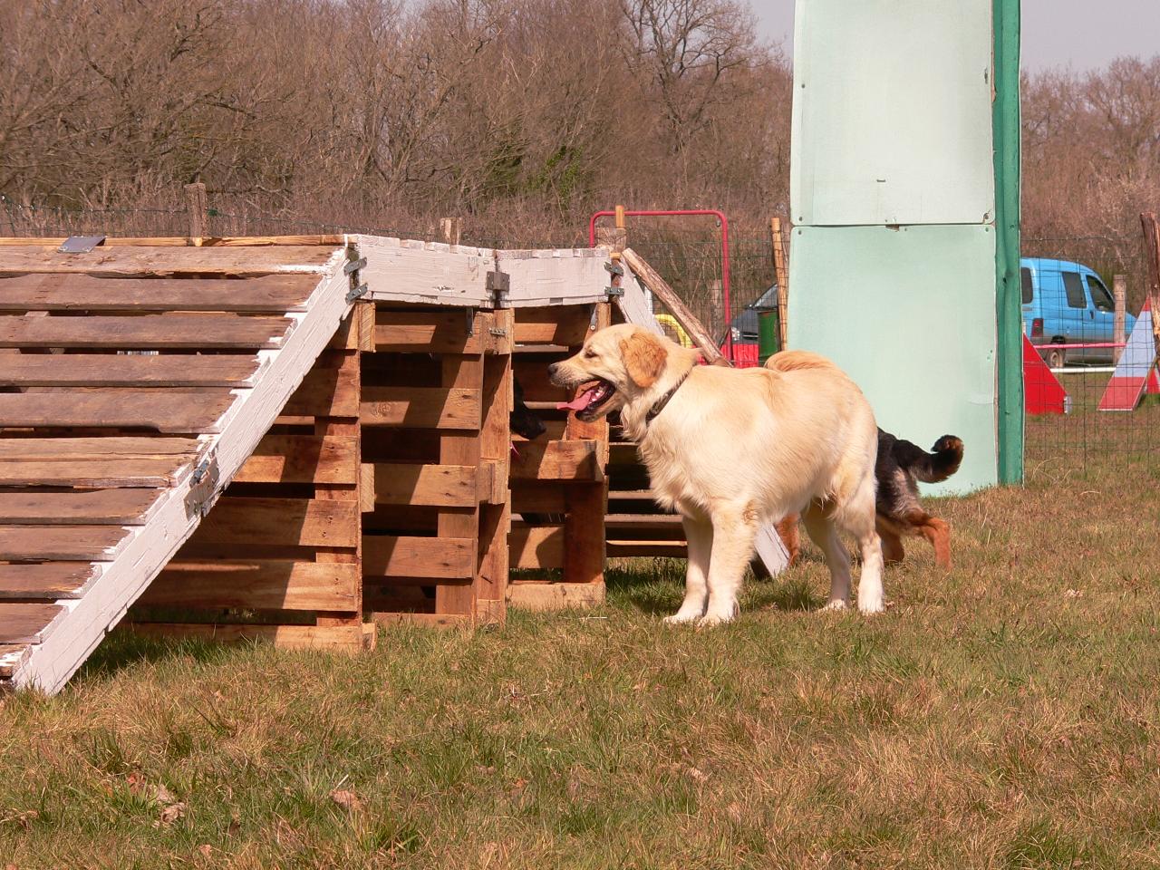 Chiots (101)