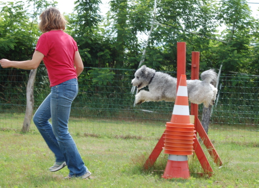 cours des adultes