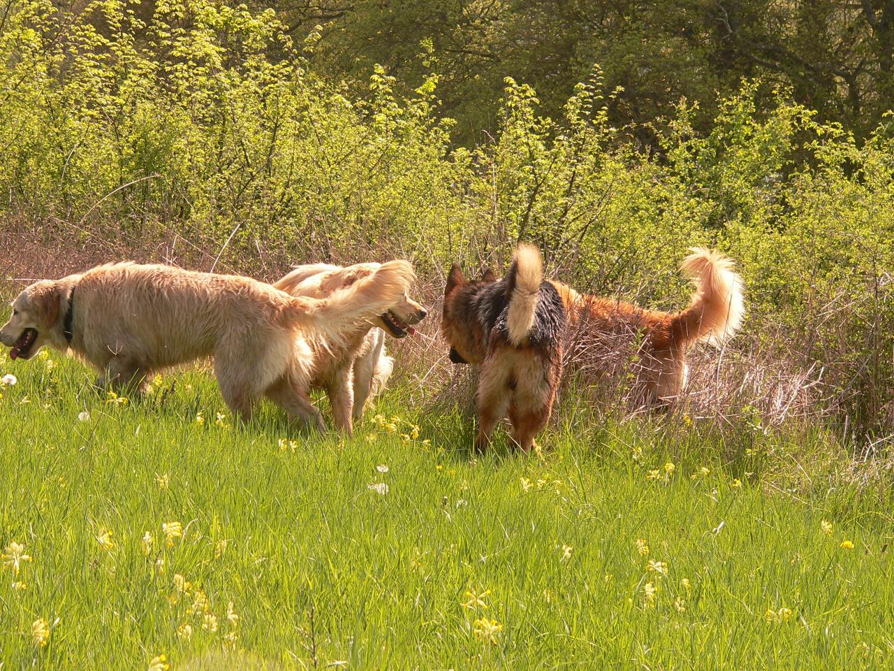 Trois golden et un BA