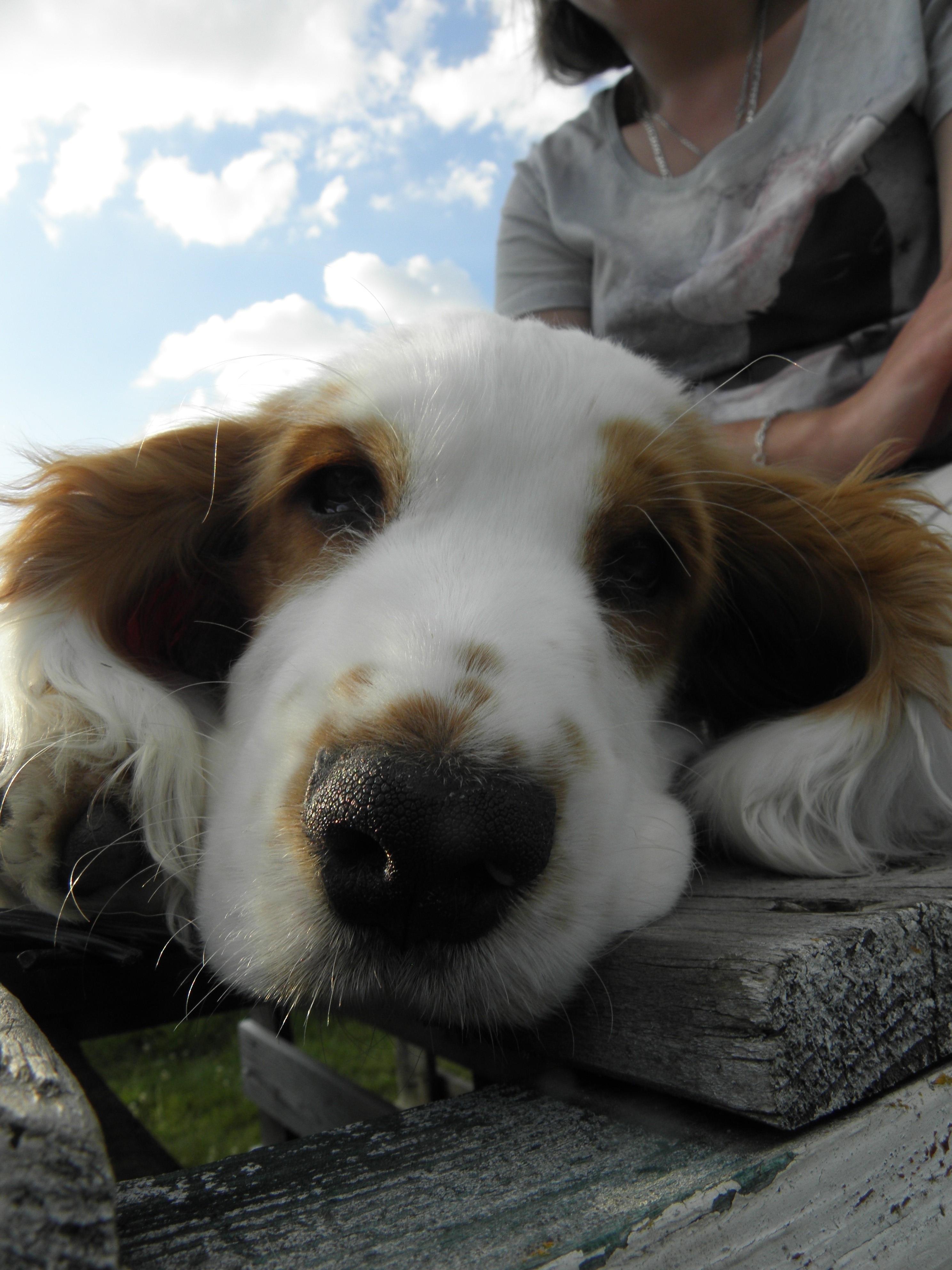 Bouille de cocker